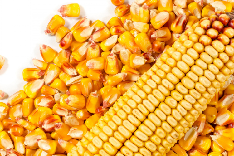 Agrárminisztérium: megjelent a takarmányszállítási támogatásról szóló jogszabály