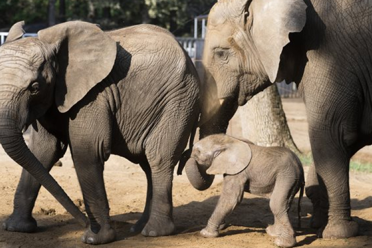 Afrikai elefánt született a Nyíregyházi Állatparkban