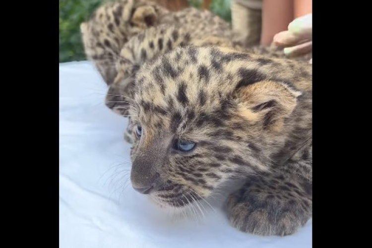 Észak-kínai leopárd hármasikrek születtek a Nyíregyházi Állatparkban
