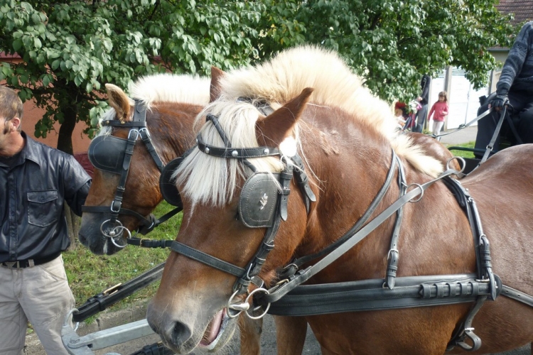 Sághegyi Szüreti Napok 2013 - szombat - felvonulás