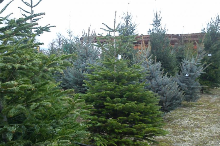 Agroinform.hu: a fenyőfát vásárlók háromnegyede idén is hazai termelők termékeit díszítheti fel